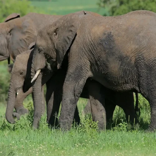2-Day Mid-Range Lodge Safari to Tarangire and Ngorongoro
