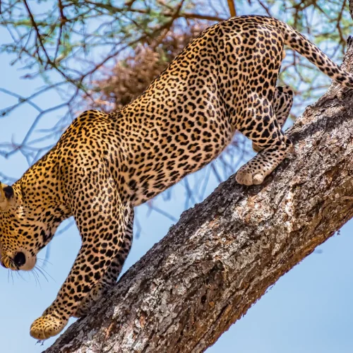 2-Day Safari, Tarangire and Lake Manyara National Park