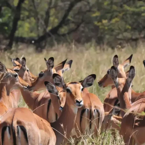 3-Day Mid Range Safari – Serengeti, Ngorongoro Crater