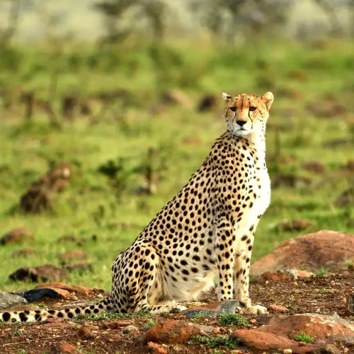 3-Day Safari Vacation in Africa