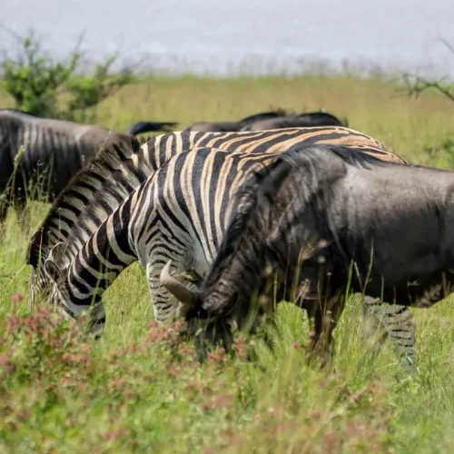 4-Day Safari Adventure Tanzania