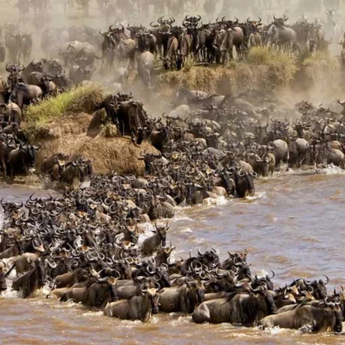 4-Day Tanzania Safari Expedition