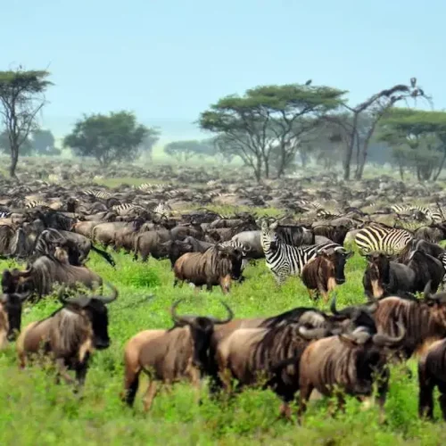 4 Day Wildebeest Migration
