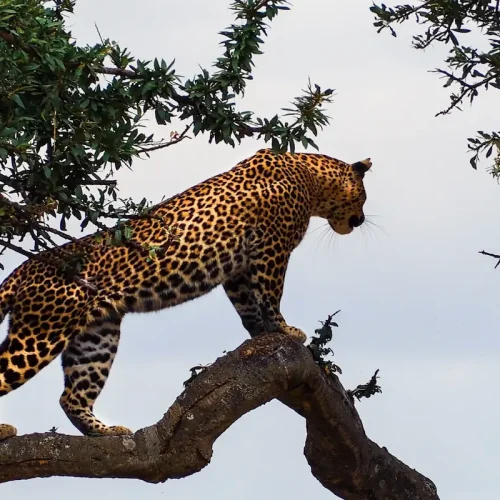 5 Day Best Luxury Safari