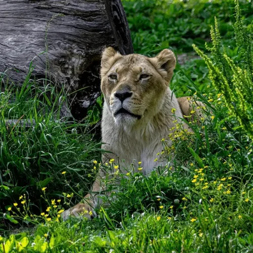 5-Day Classic Drive Safari