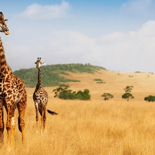 6-Day The Ultimate Serengeti Experience